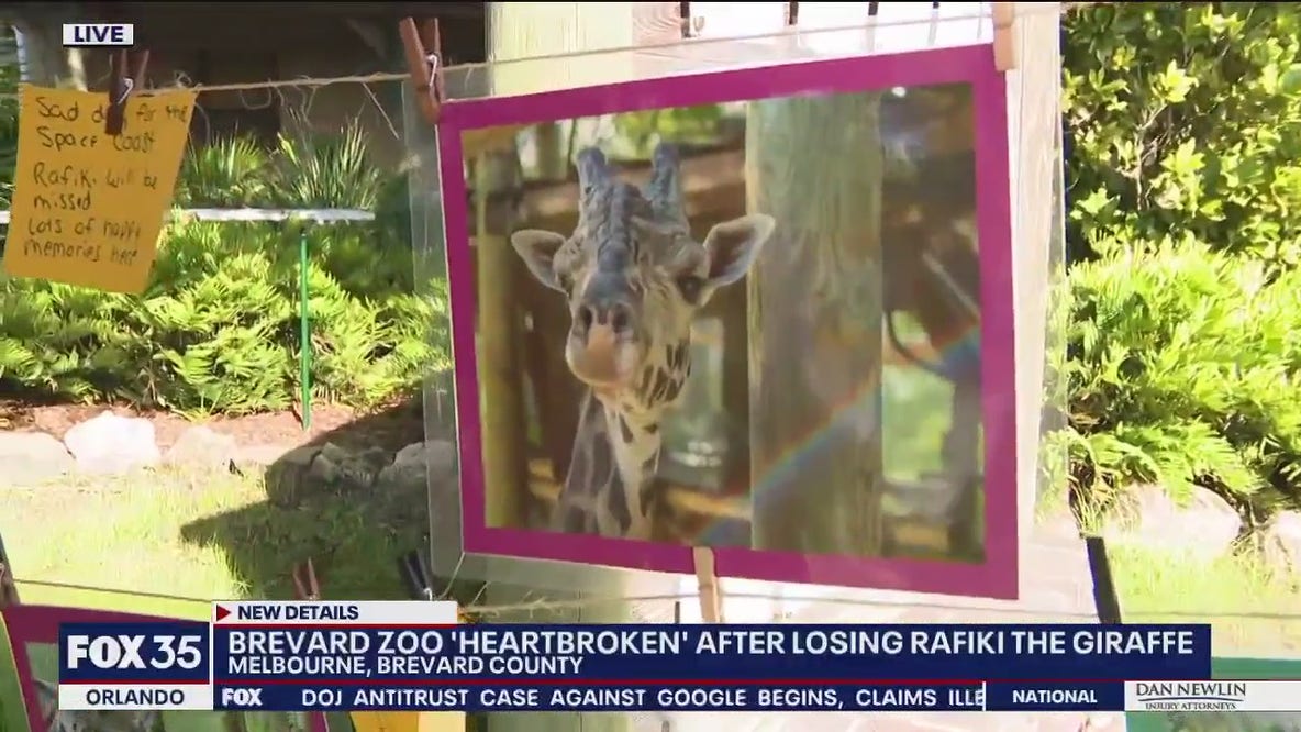 Remembering Rafiki: Beloved giraffe dies at zoo